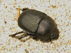 Geotrupes opacus