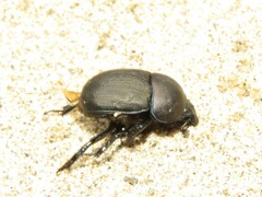 Geotrupes opacus