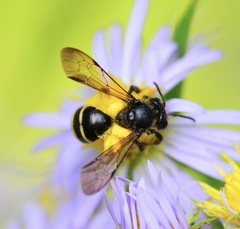 Andrena robervalensis