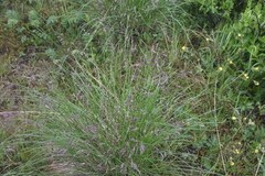 Festuca altaica