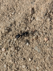 Camponotus