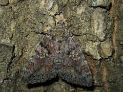 Catocala sponsa