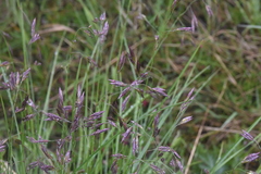 Festuca altaica