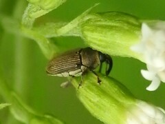 Odontocorynus