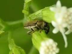 Odontocorynus