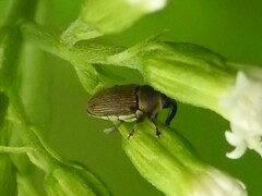 Odontocorynus