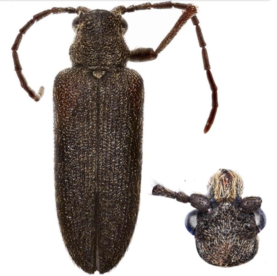 Rhinorhipoidea
