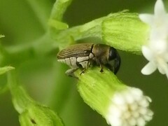 Odontocorynus