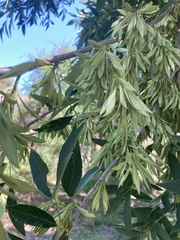 Fraxinus berlandieriana