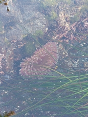 Urticina clandestina