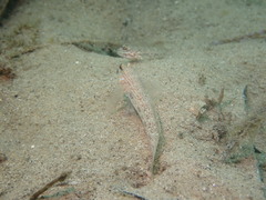 Istigobius hoesei