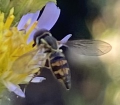 Toxomerus occidentalis