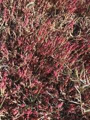Salicornia rubra