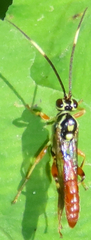 Cratichneumon