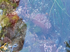 Urticina clandestina