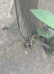 Dendrobates truncatus