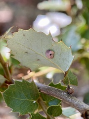 Paracraspis guadaloupensis