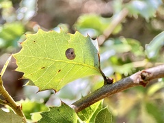 Paracraspis guadaloupensis