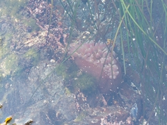 Urticina clandestina