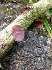 Auricularia fuscosuccinea