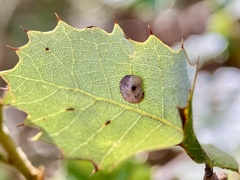 Paracraspis guadaloupensis