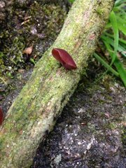 Auricularia fuscosuccinea