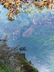 Urticina clandestina