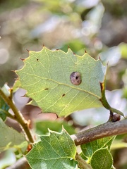 Paracraspis guadaloupensis