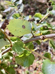 Paracraspis guadaloupensis