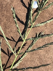 Diplachne fusca