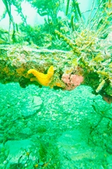 Pentagonaster duebeni