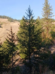 Pseudotsuga menziesii glauca