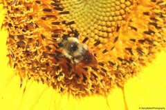 Bombus huntii