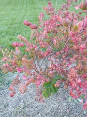 Koelreuteria paniculata
