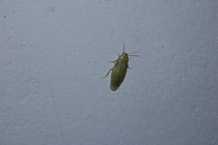 Panchlora