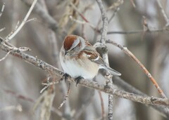 Spizelloides arborea