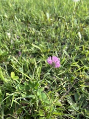 Trifolium pratense