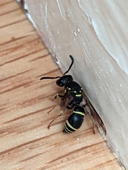 Ancistrocerus