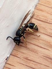 Ancistrocerus