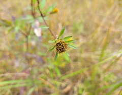 Bidens frondosa