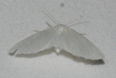 Cabera variolaria