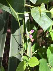 Phaseolus polystachios