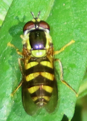 Epistrophella emarginata