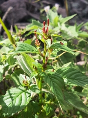 Lopezia racemosa