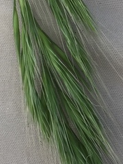 Bromus scoparius