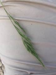 Bromus scoparius