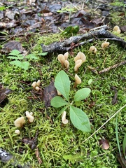 Cudoniaceae