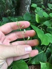 Phaseolus polystachios