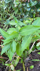 Commelina virginica