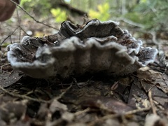Phellodon niger